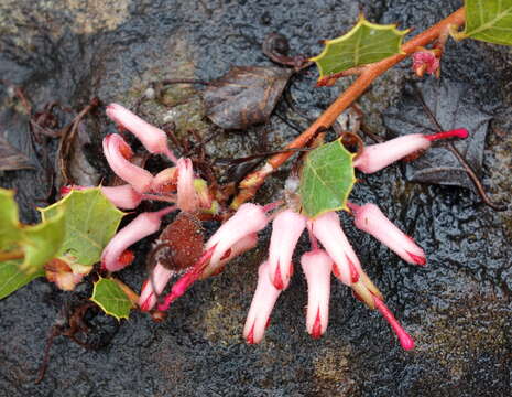 Image of Grevillea pilosa George