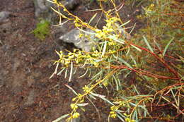 Image of Eucalyptus formanii C. A. Gardner