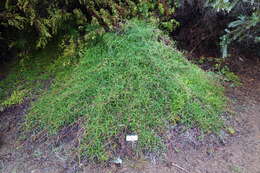 Image of Grevillea nudiflora Meissn.