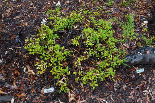 Image of Grevillea aquifolium Lindl.