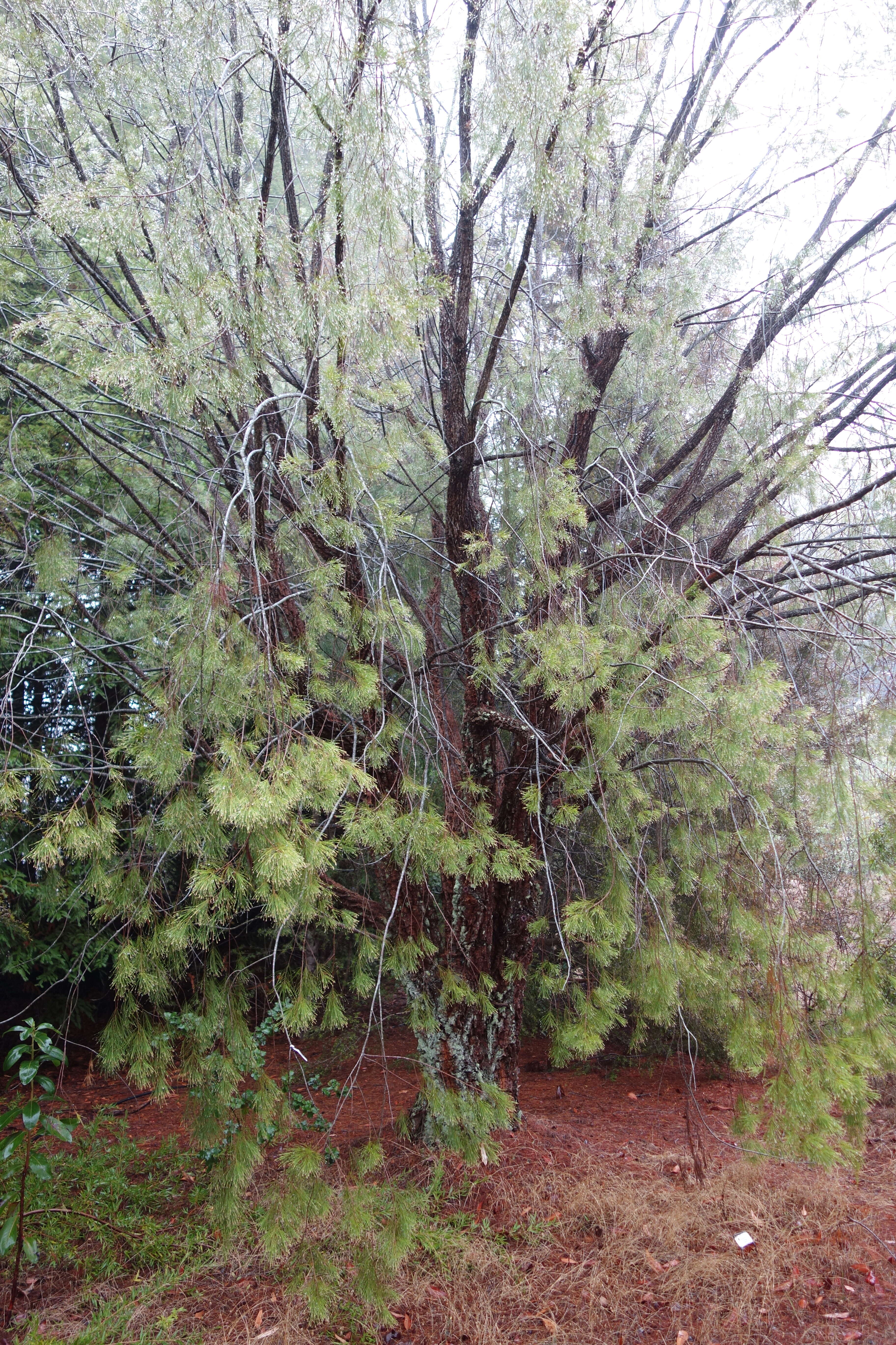 Image of forest-oak