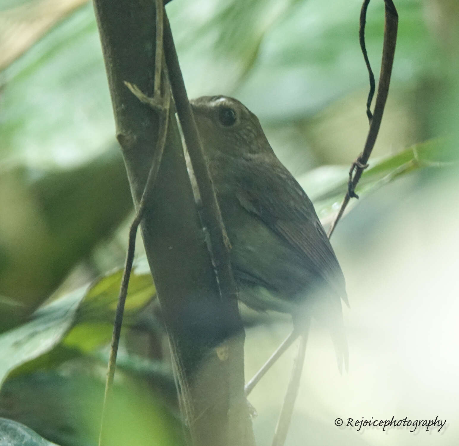 Plancia ëd Brachypteryx leucophris (Temminck 1828)