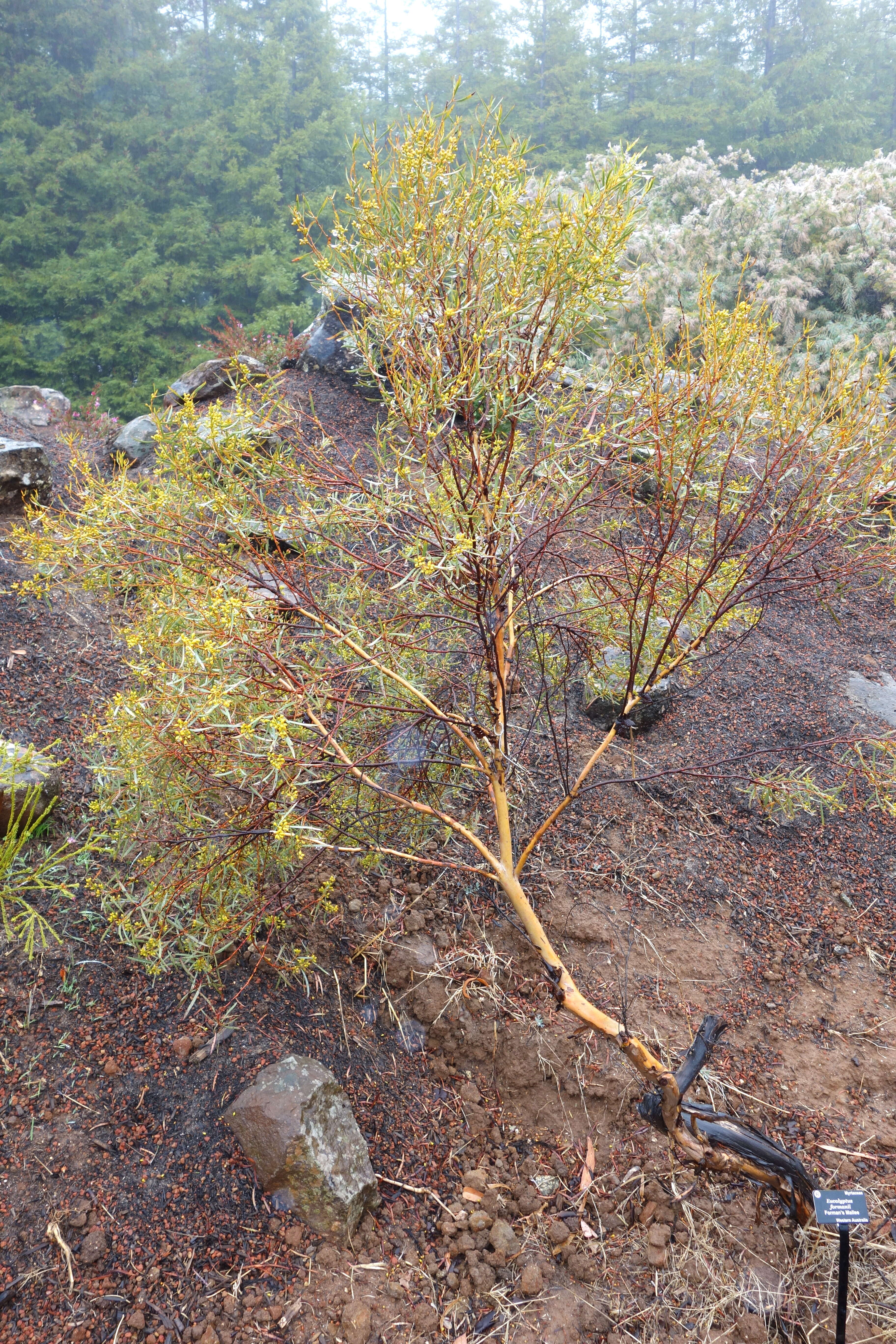 Image of Eucalyptus formanii C. A. Gardner