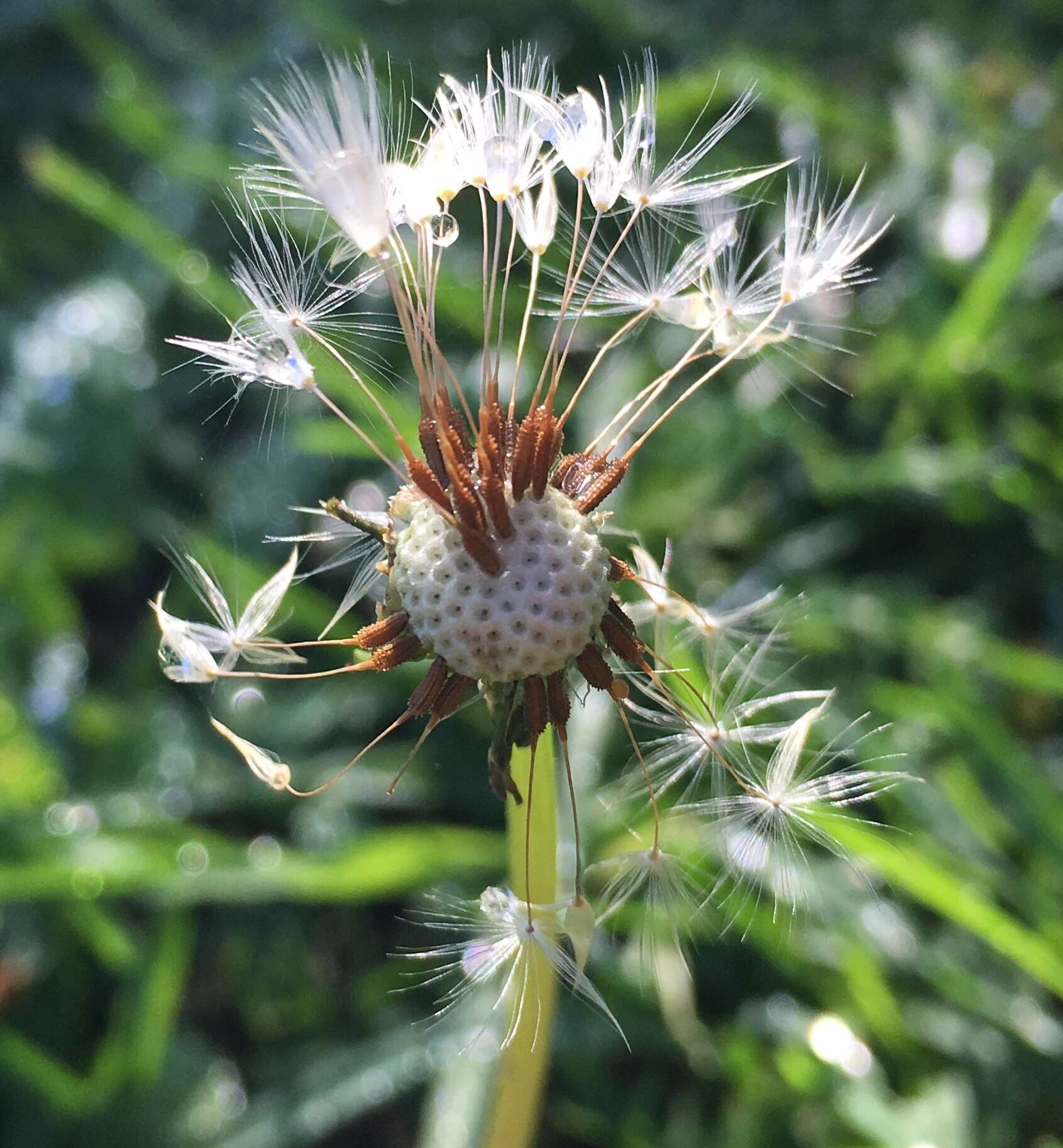 Image of Rock dandelion