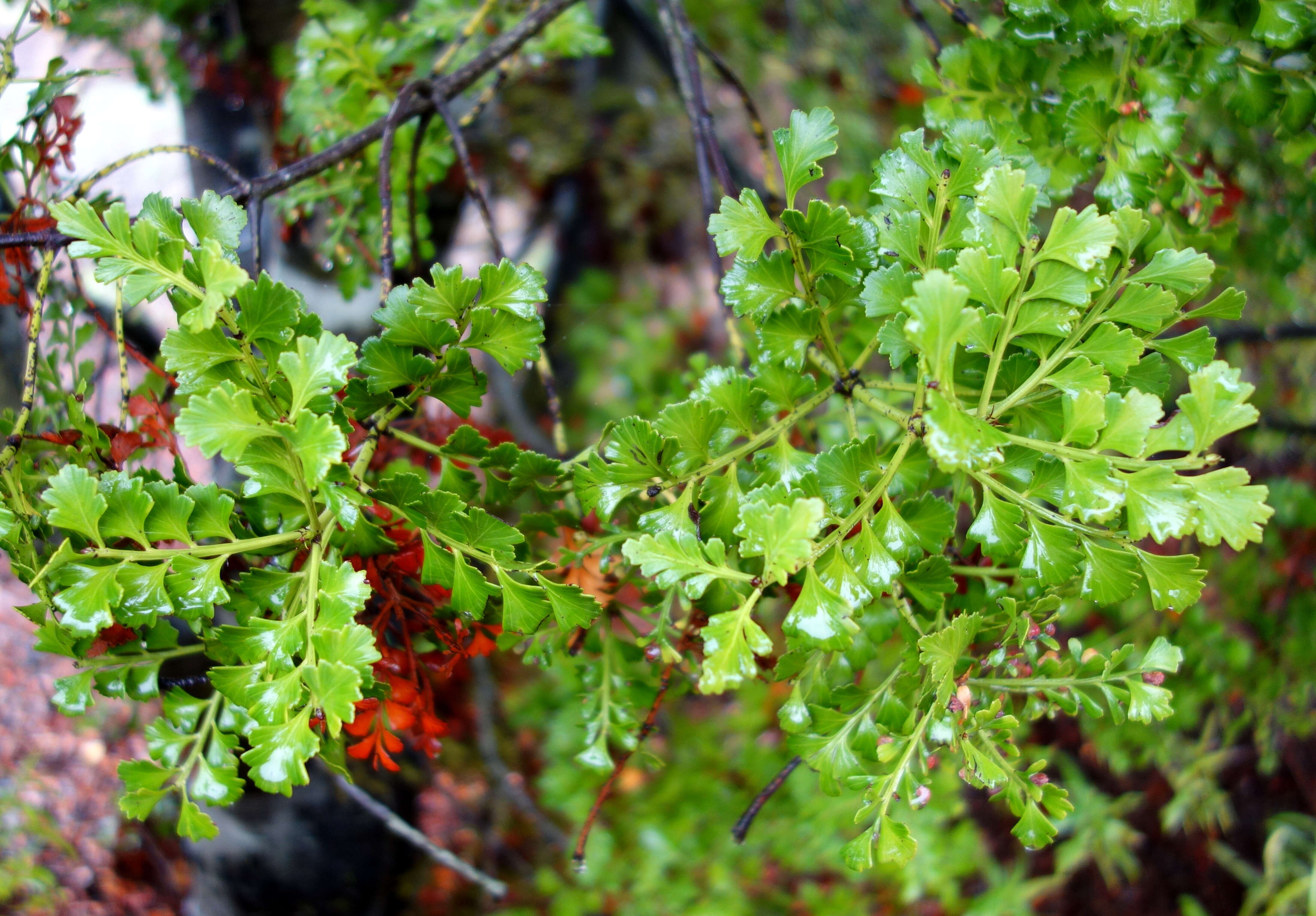 Imagem de Phyllocladus aspleniifolius (Labill.) Hook. fil.