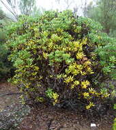 Image of Isopogon latifolius R. Br.