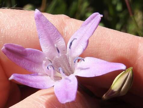 Sivun Triteleia bridgesii (S. Watson) Greene kuva