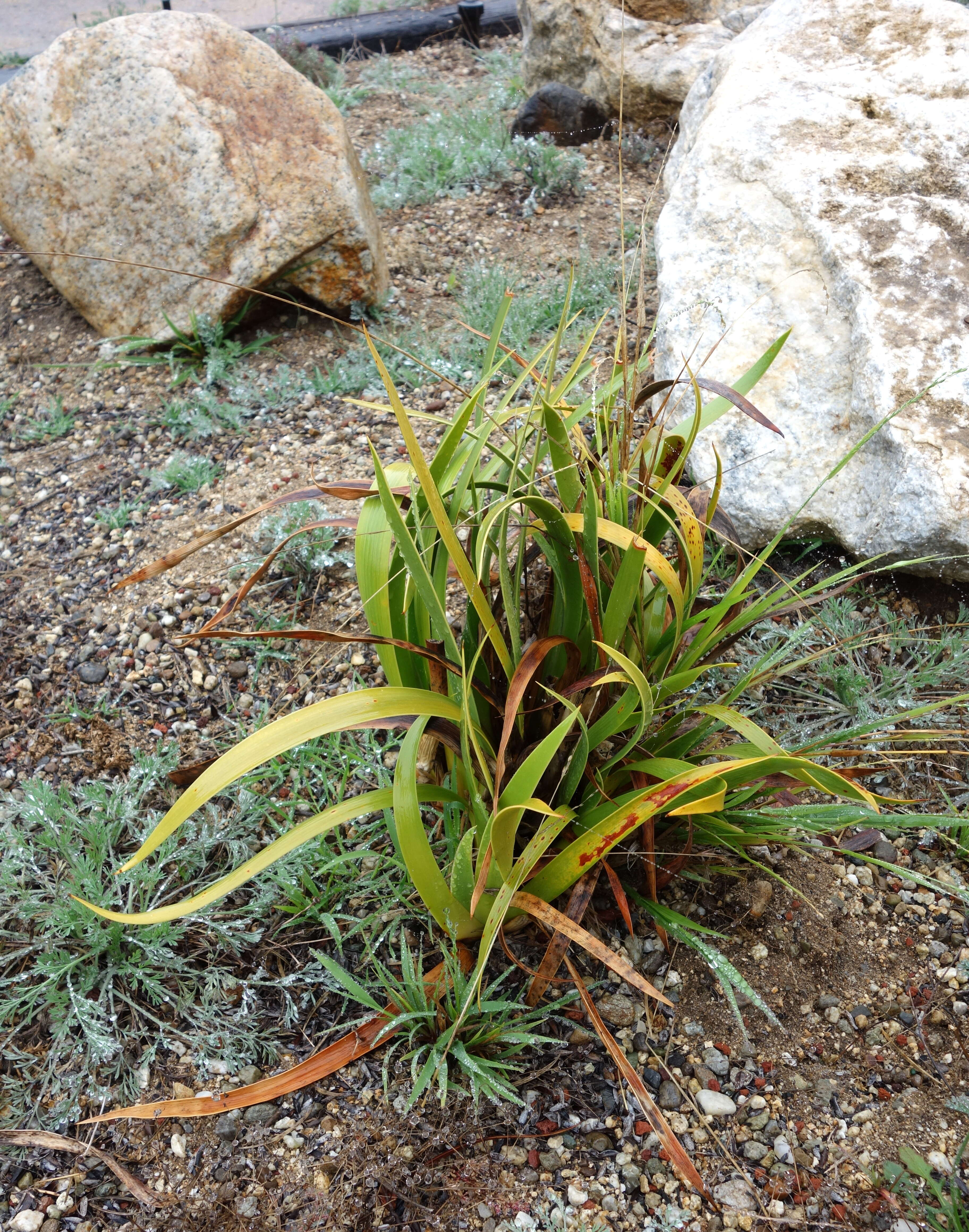 Image de Xeronemataceae