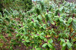 Image of Linum monogynum Forst. fil.