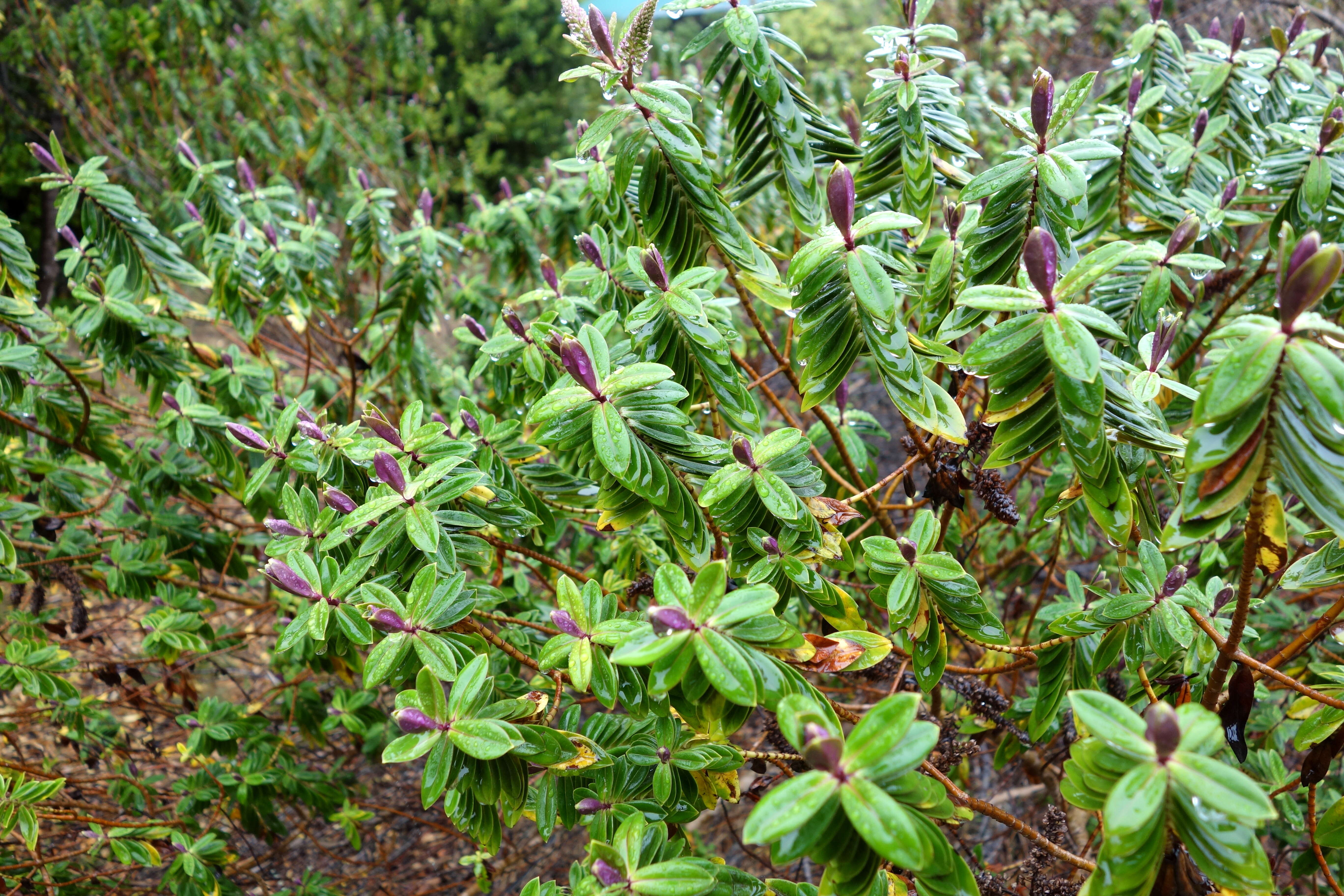 Imagem de Linum monogynum Forst. fil.