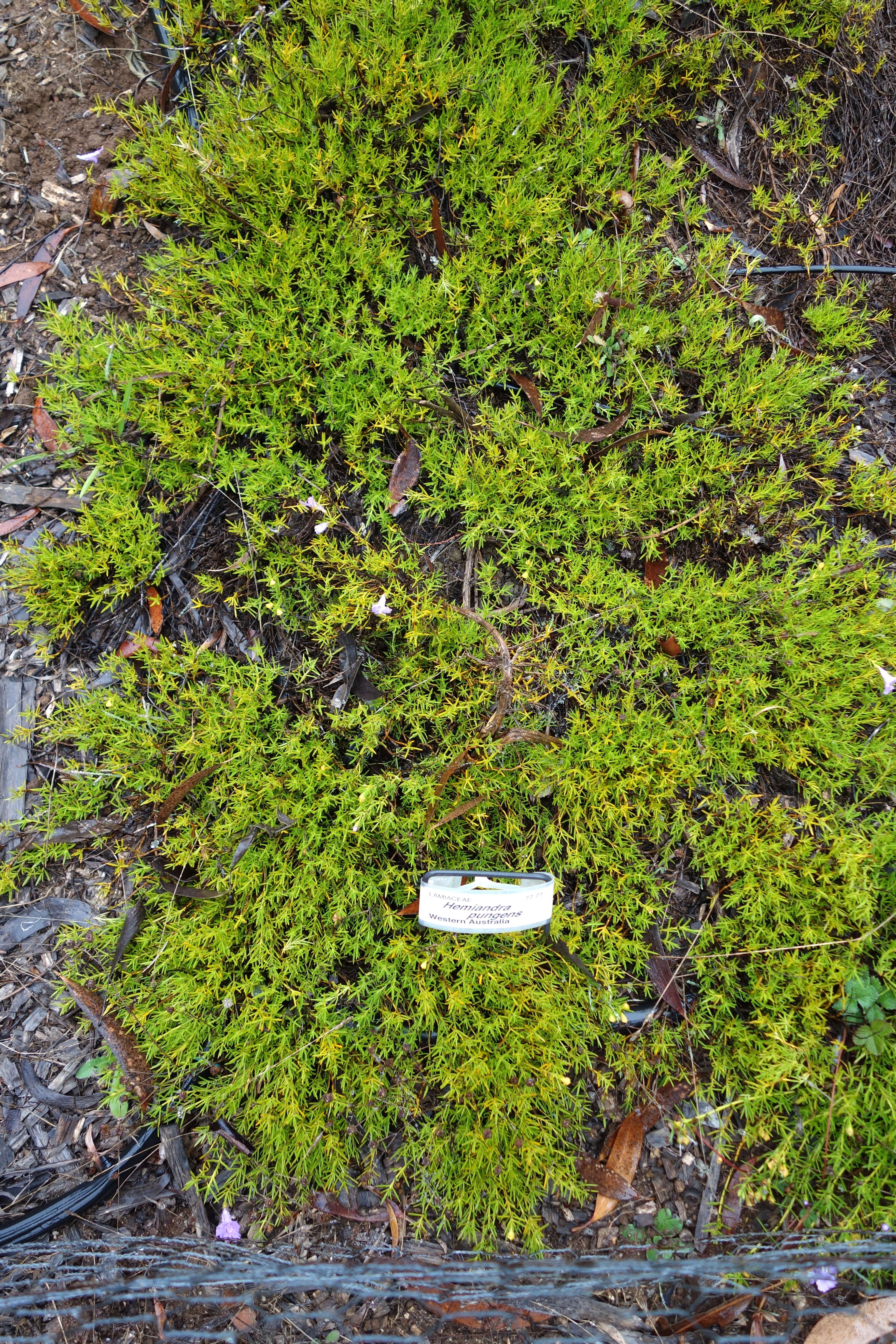 Image of Hemiandra pungens R. Br.