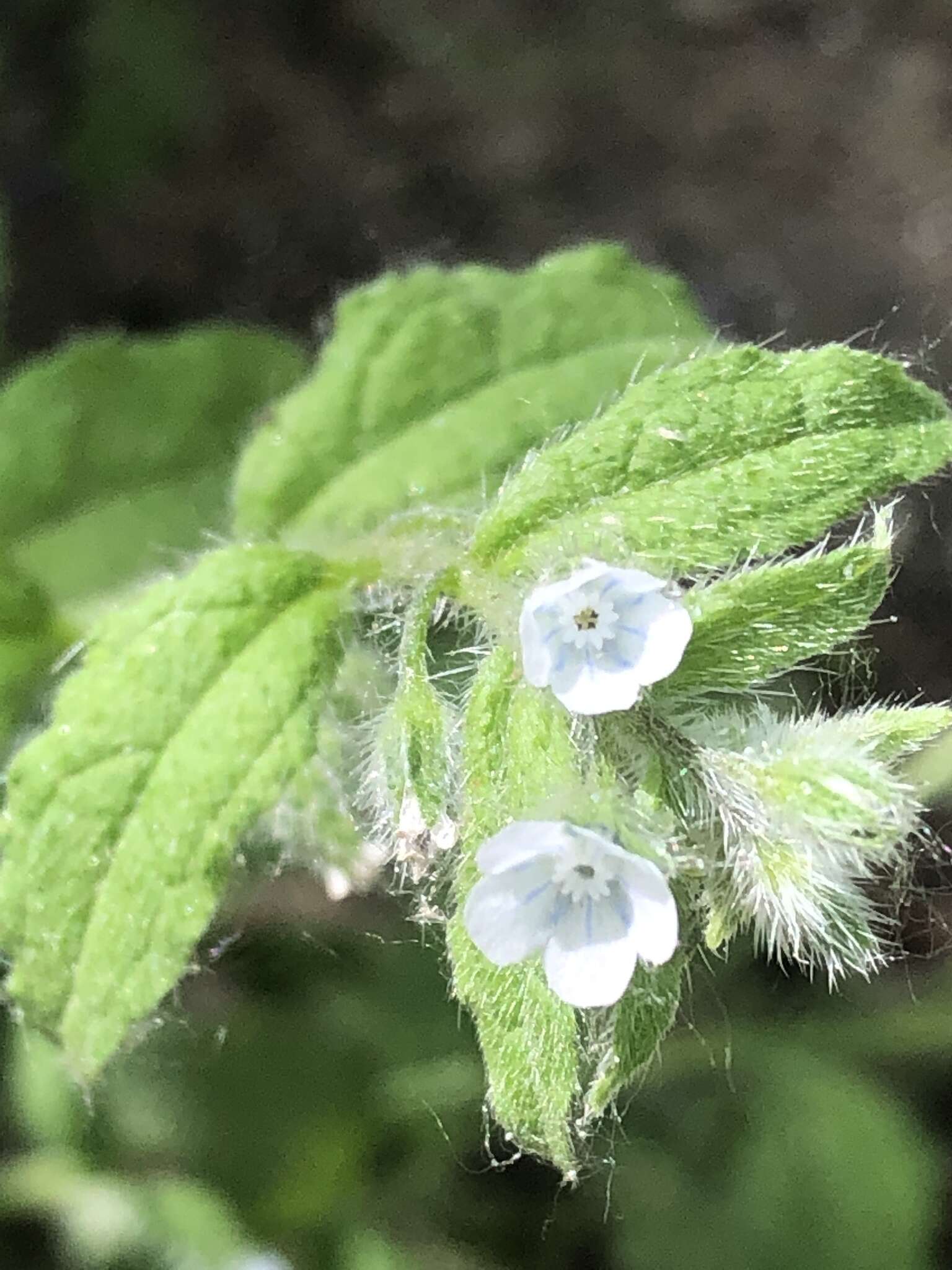 Image of Bothriospermum chinense Bunge