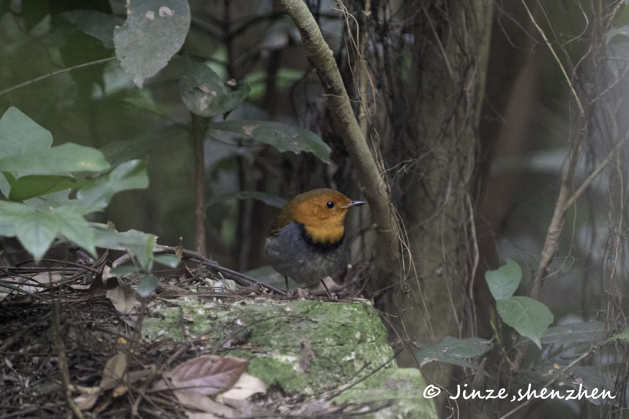 Image of Japanese Robin