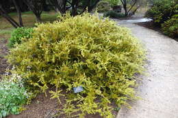 Podocarpus acutifolius Kirk resmi