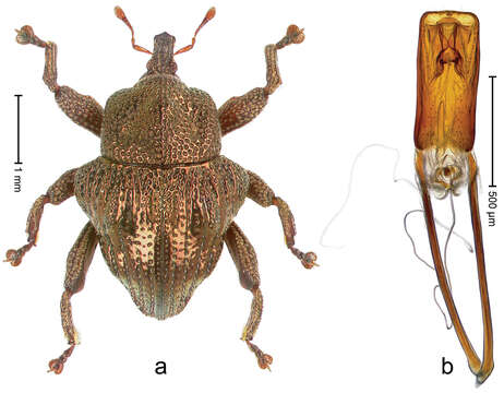 Image of Trigonopterus fulgidus Riedel 2014