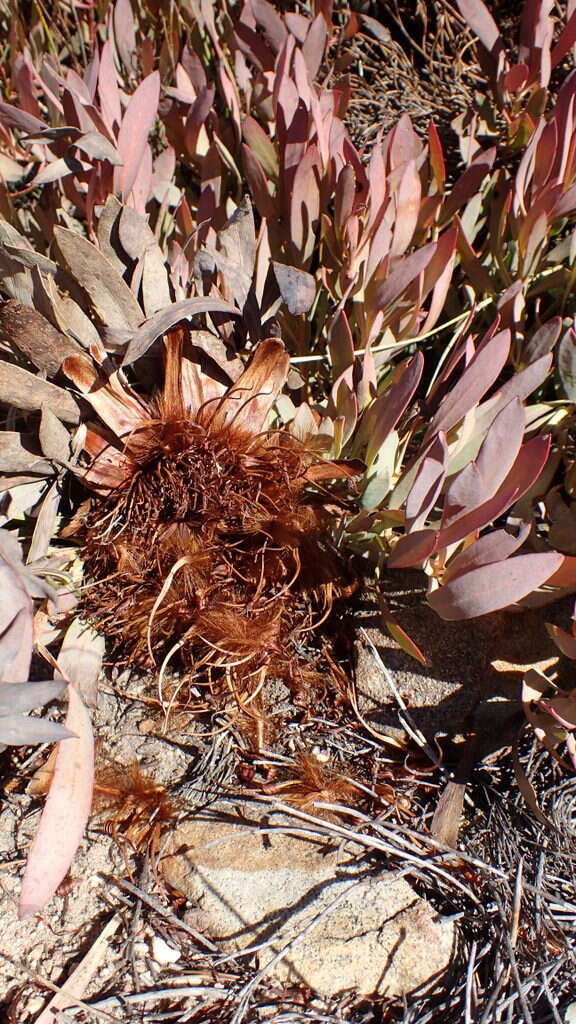 Image of Protea effusa E. Mey. ex Meissn.