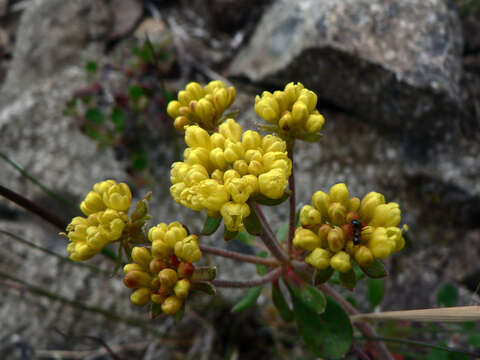 Image of sulphur-flower buckwheat