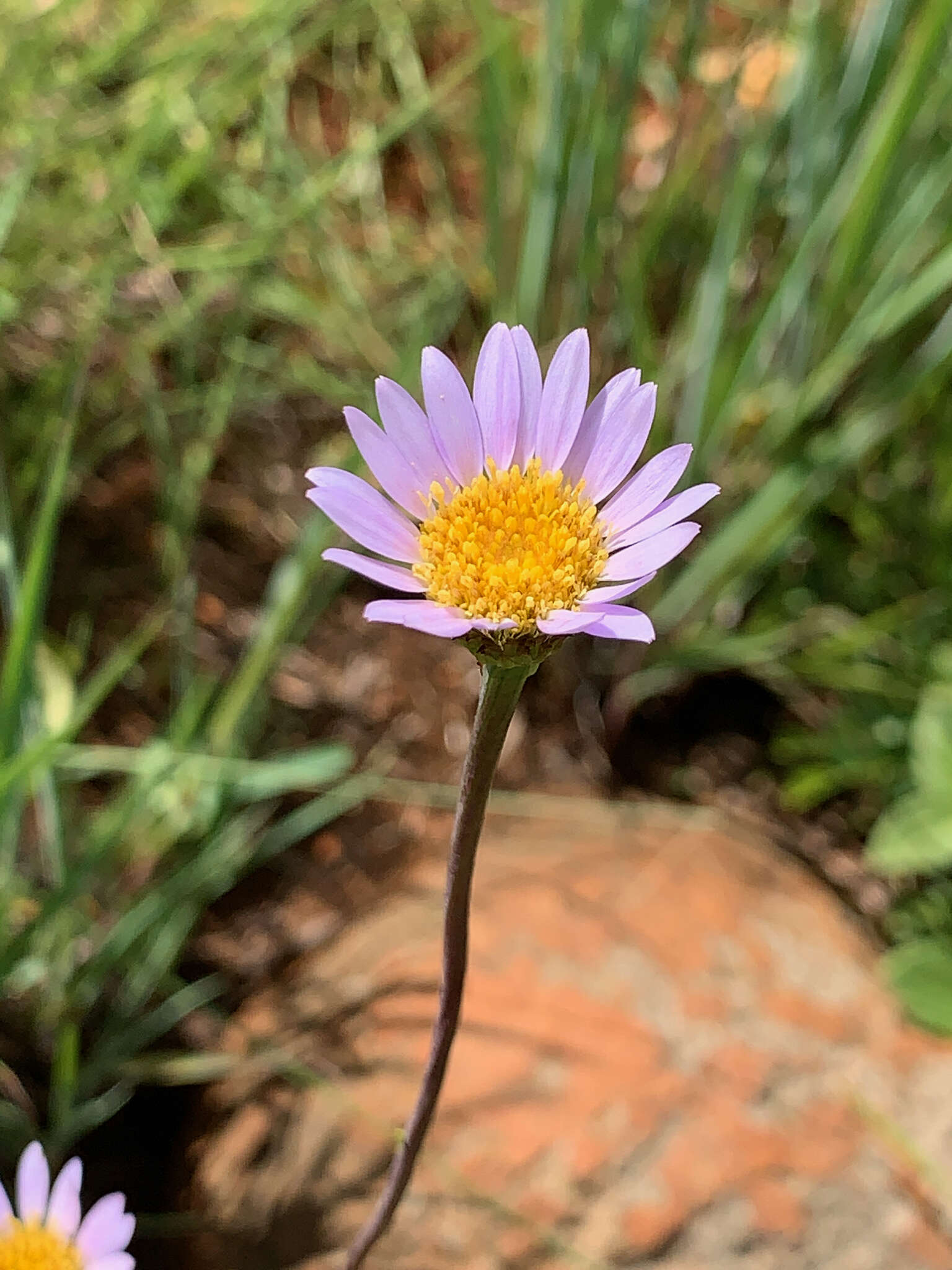 Image of Afroaster serrulatus (Harv.) J. C. Manning & Goldblatt