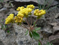 Image of sulphur-flower buckwheat