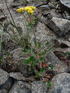 Image of sulphur-flower buckwheat