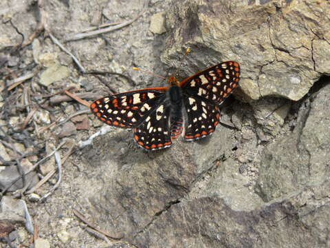 Image of Euphydryas chalcedona