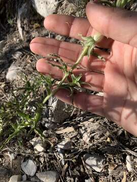 Plancia ëd Castilleja martini var. clokeyi