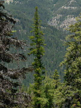 Image of western larch