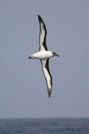 Image of Grey-headed Albatross