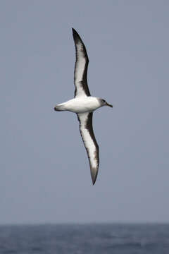 Image of Grey-headed Albatross