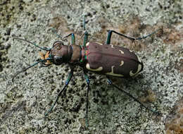 Image of Appalachian Tiger Beetle