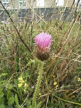 صورة Carduus carpetanus Boiss. & Reut.