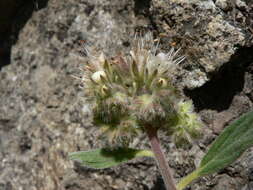 Image of silverleaf phacelia