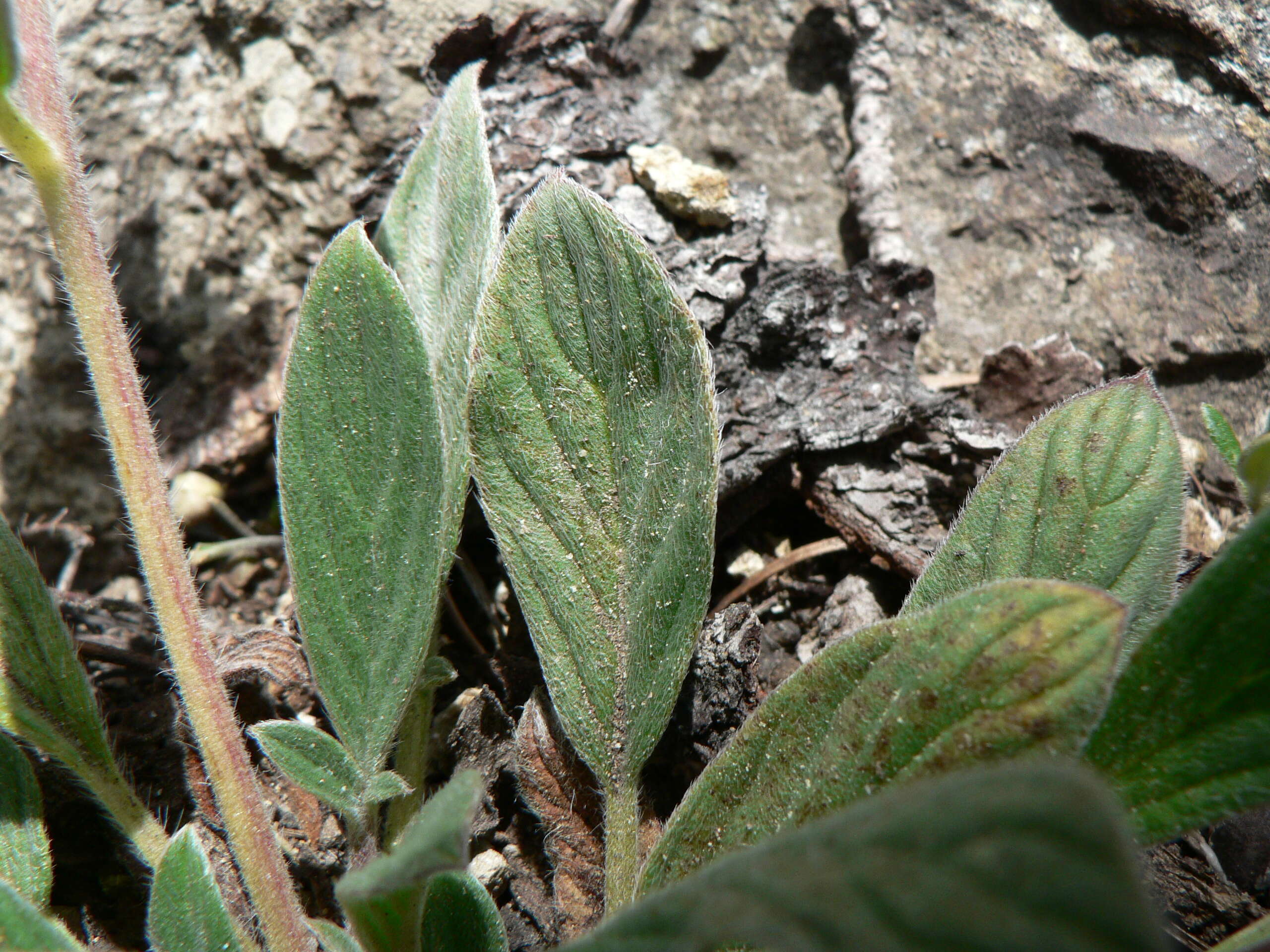 Image of silverleaf phacelia