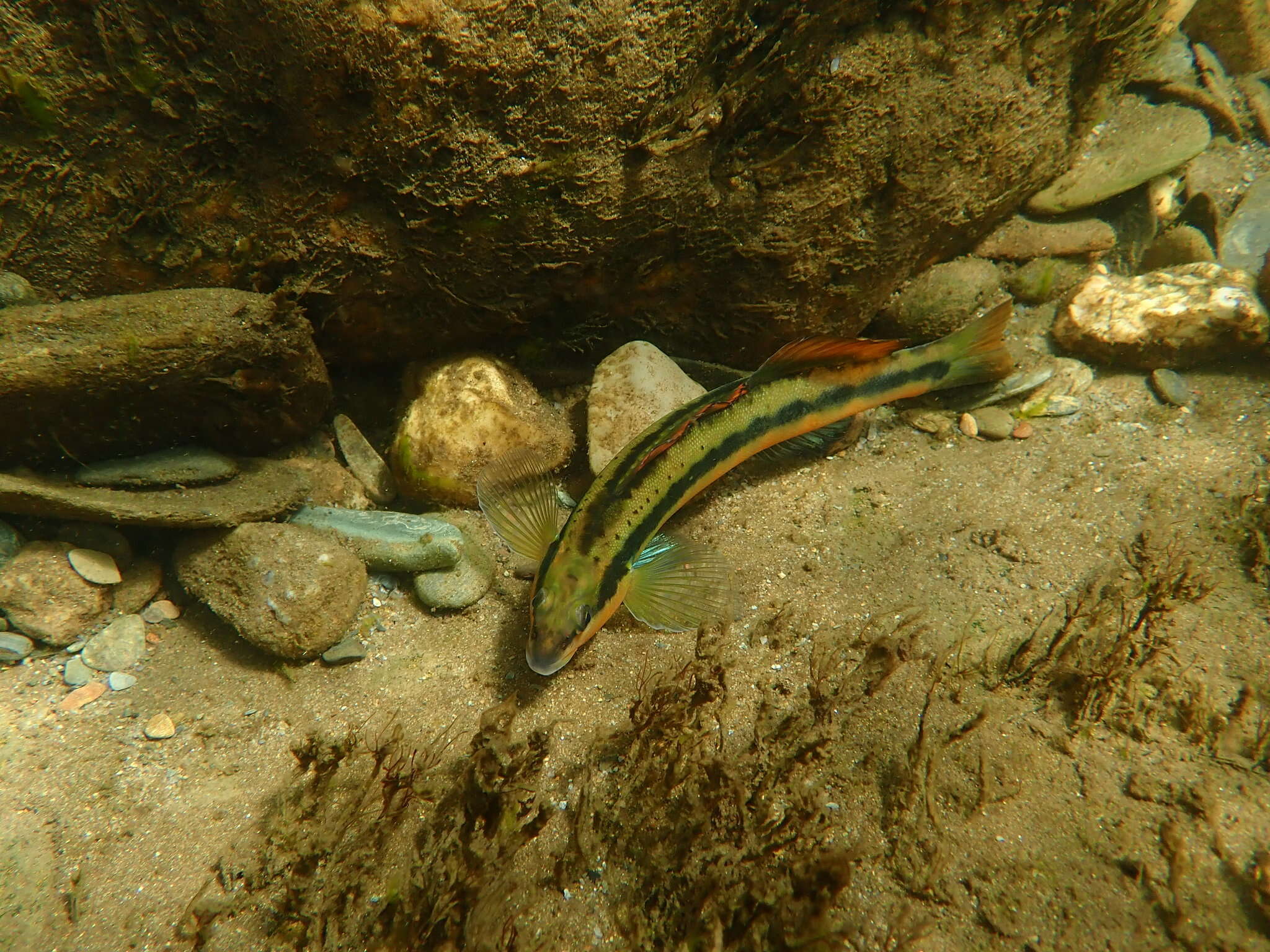 Image of Tangerine Darter