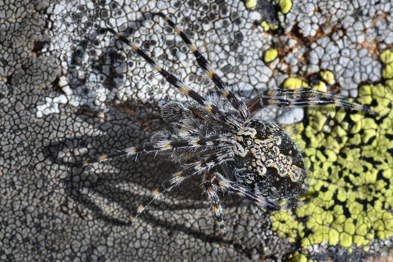 Image of Orbweaver