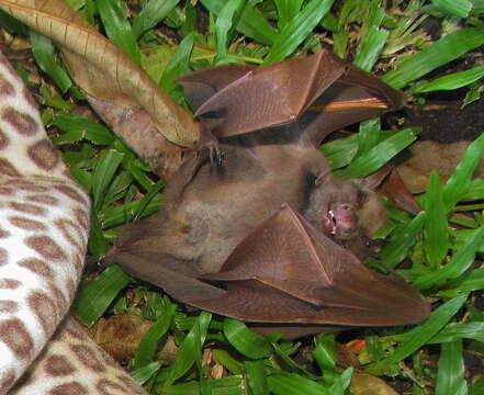 Image of Wahlberg's Epauletted Fruit Bat