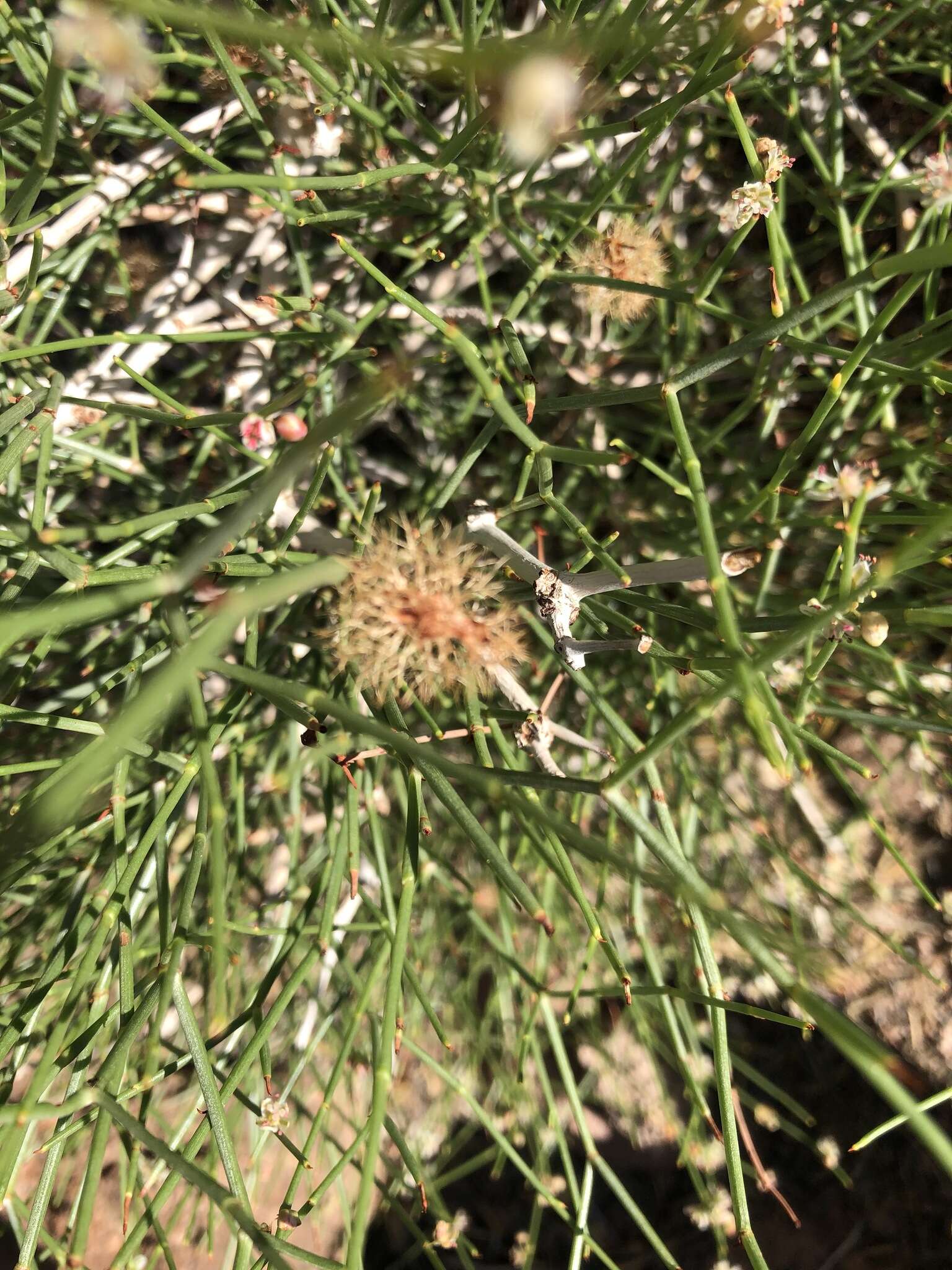 Image of Calligonum mongolicum Turcz.