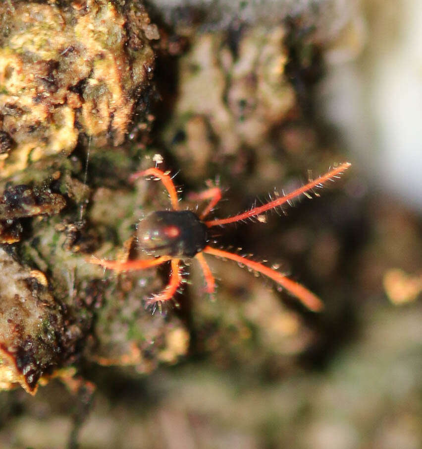 Image of winter grain mites