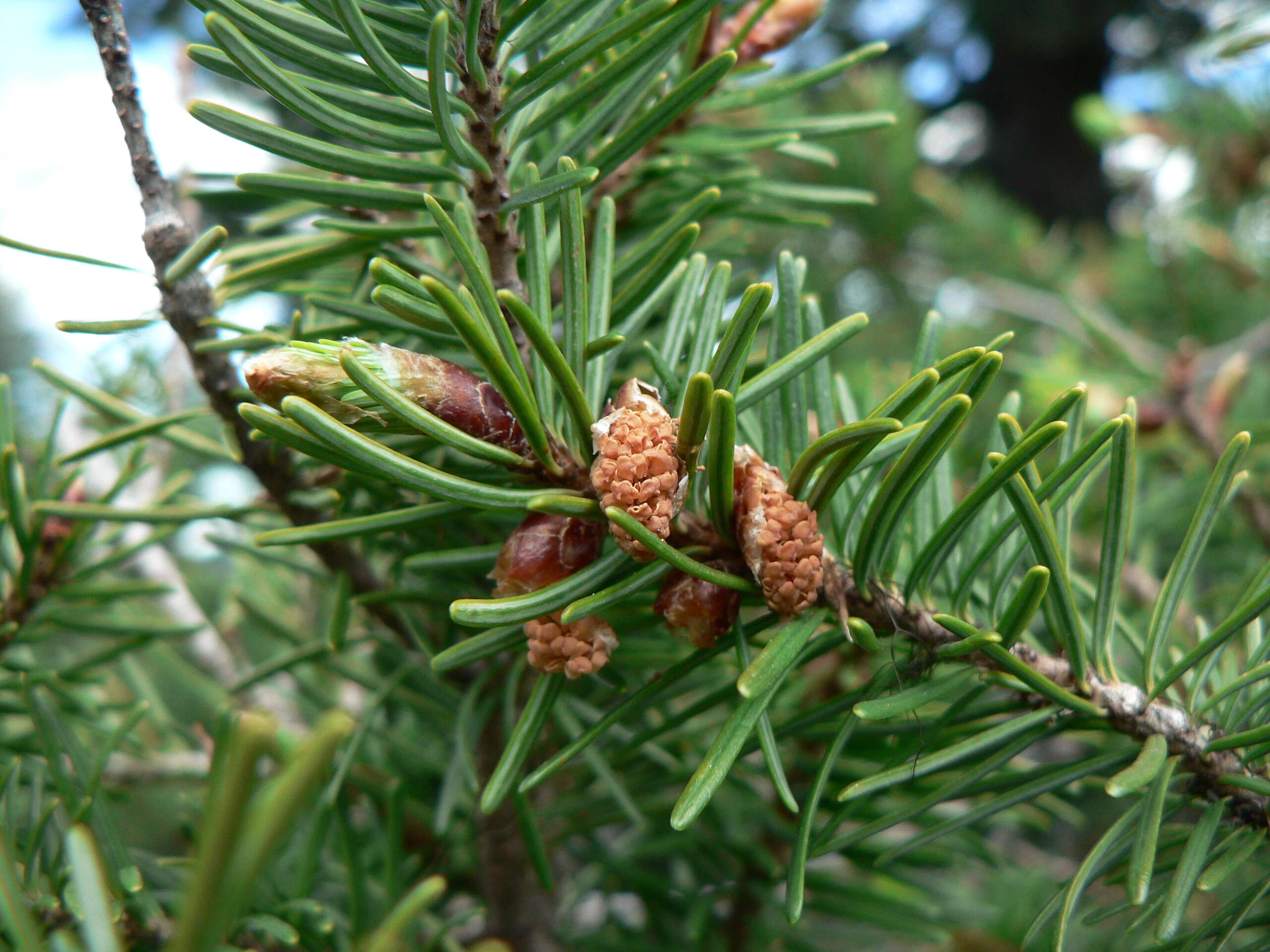 Image of Douglas Fir