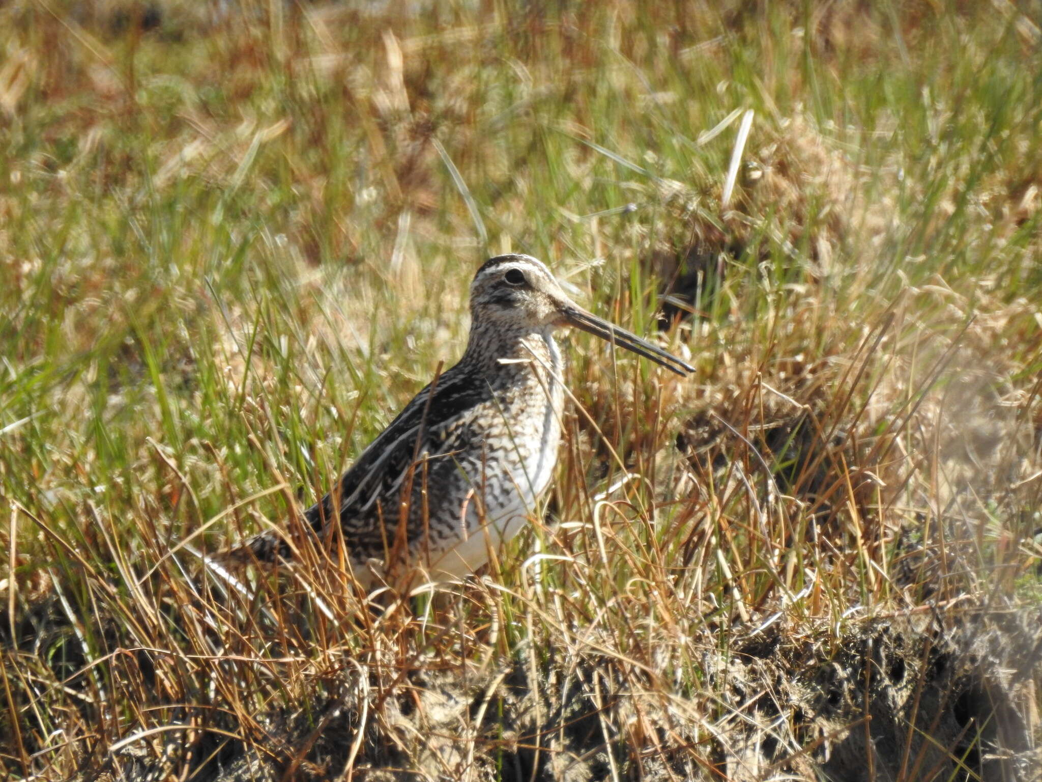 Image of Magellanic Snipe