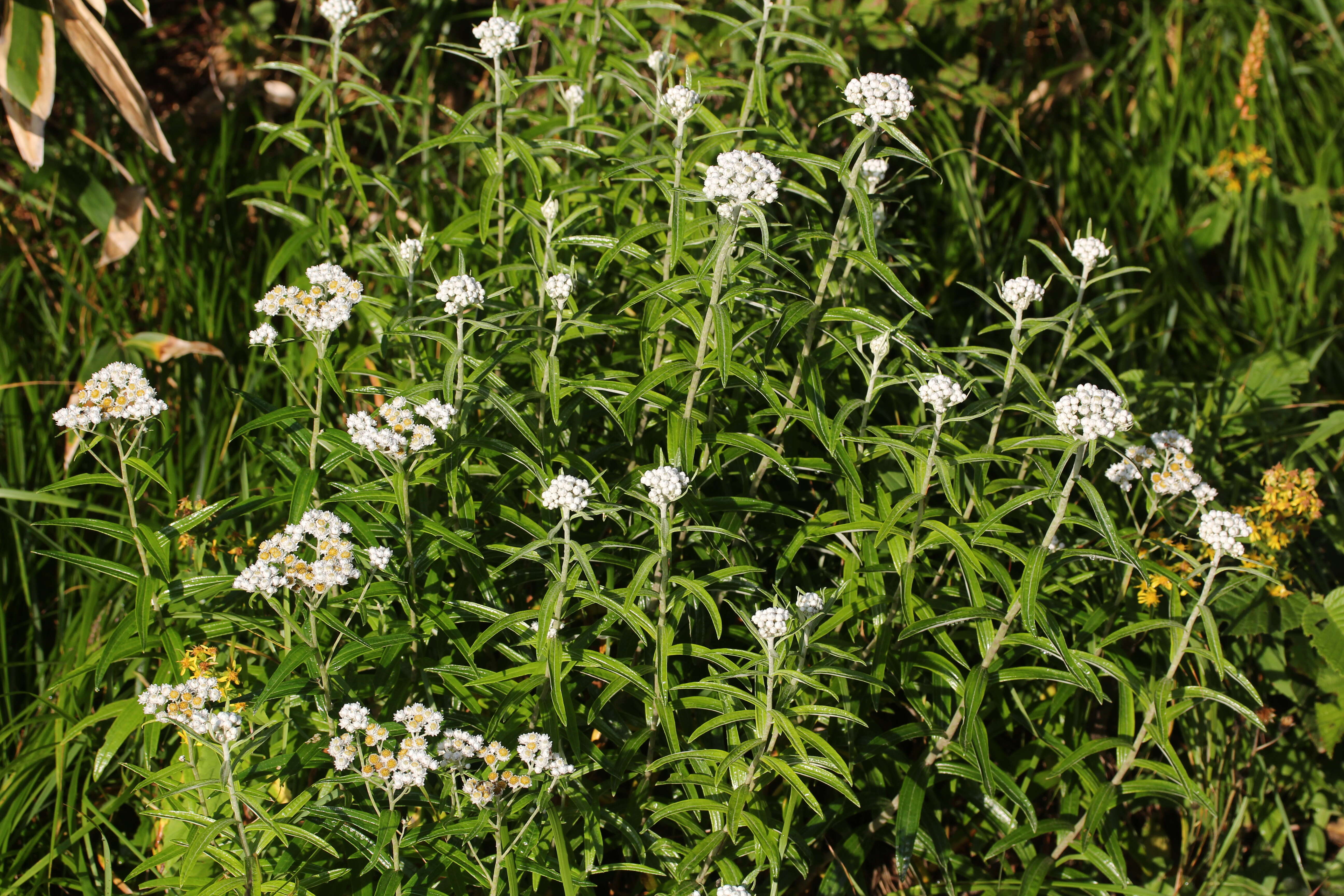 Image of Pearly Everlasting