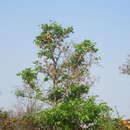 Image of Dipterocarpus intricatus Dyer
