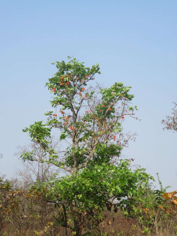 Imagem de Dipterocarpus intricatus Dyer