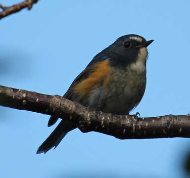 Image of Orange-flanked Bush-Robin