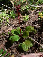 Image de Pyrola asarifolia Michx.