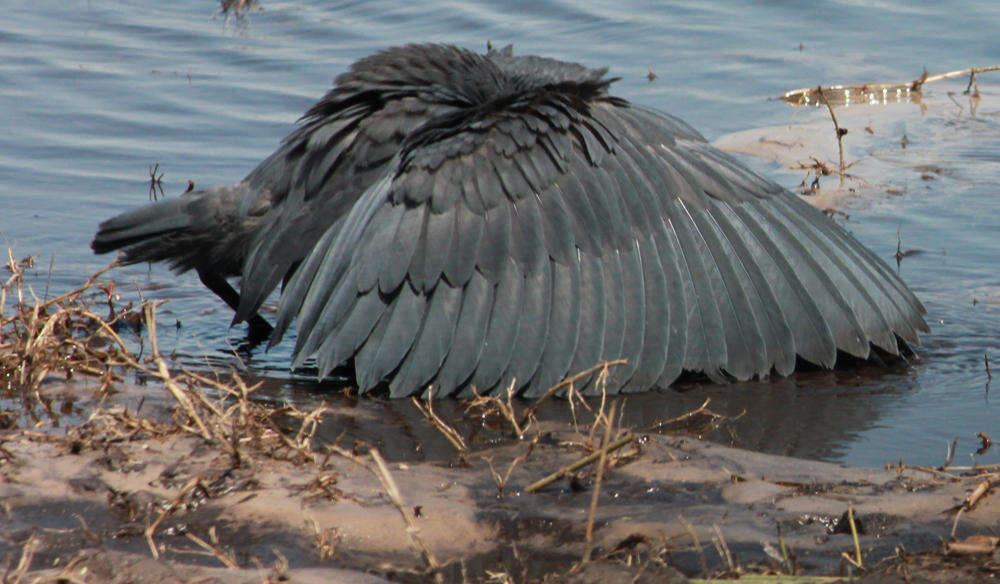 Image of Black Egret