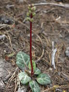 Image of whiteveined wintergreen