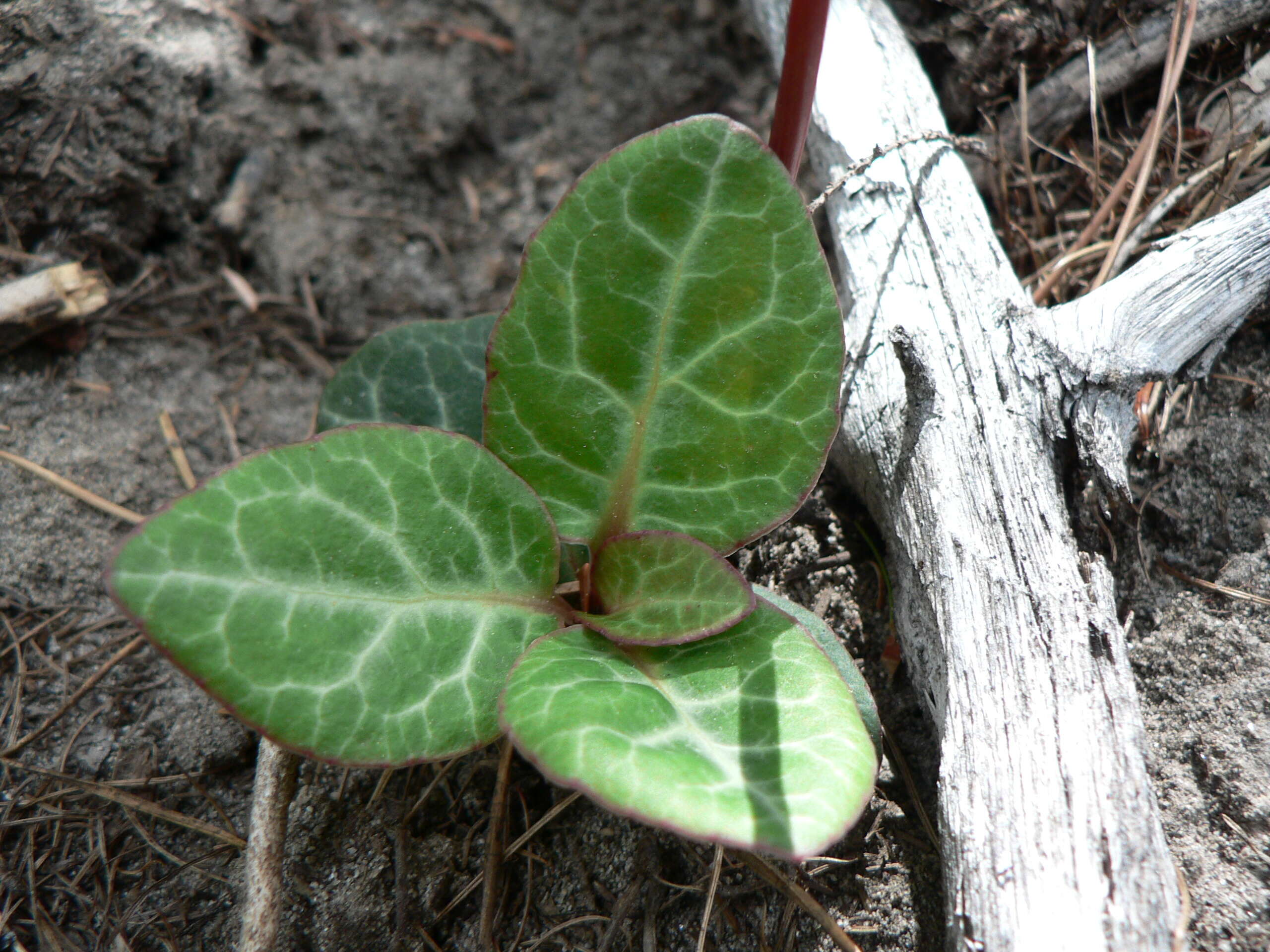 Image of whiteveined wintergreen