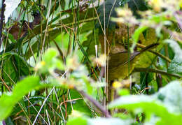 Image of Black-crested Warbler