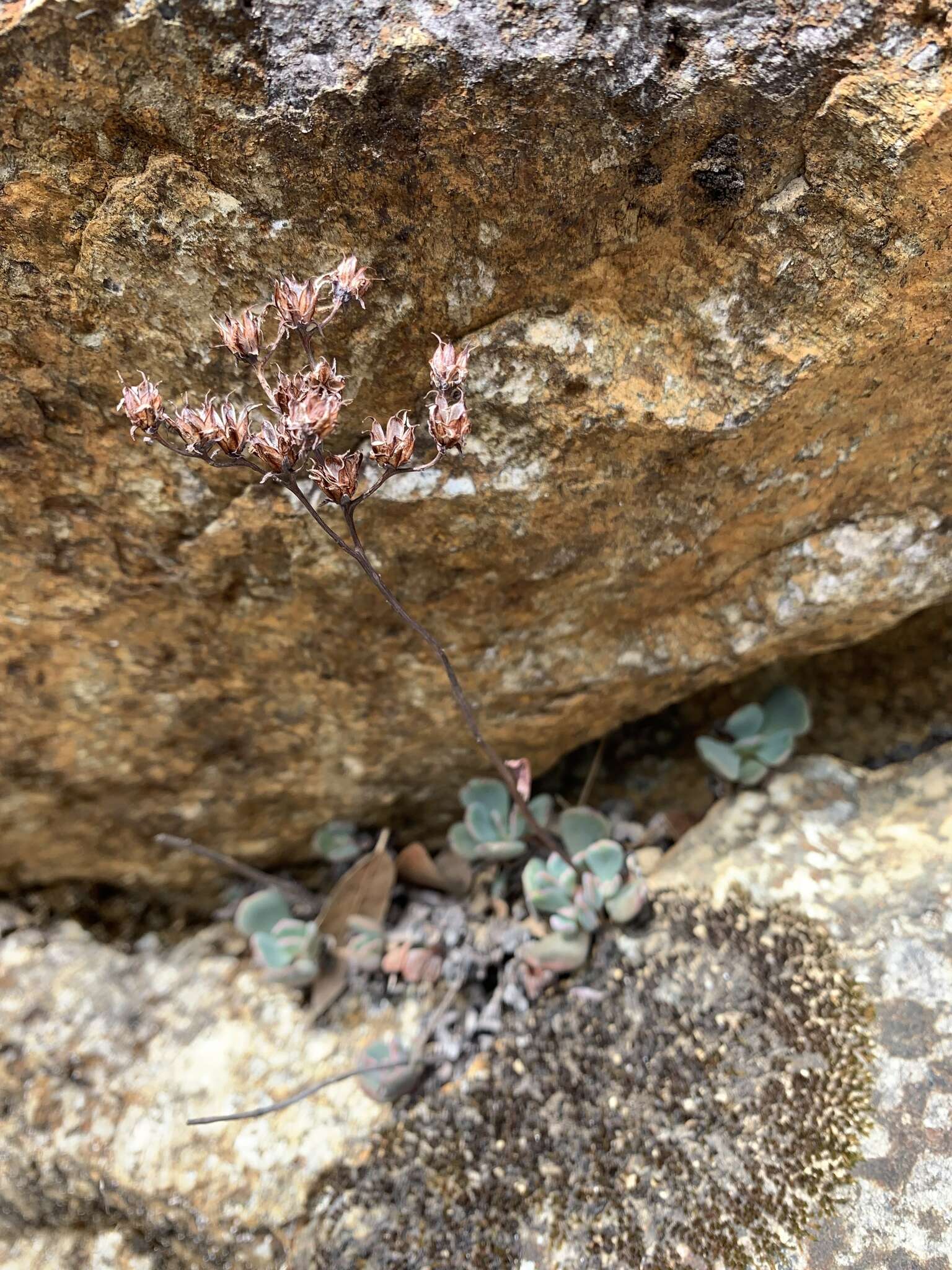 Image of roseflower stonecrop